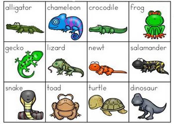 English vocabulary: Amphibian – Wat4English.com